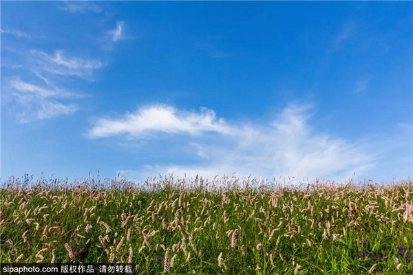 驼梁山金莲花