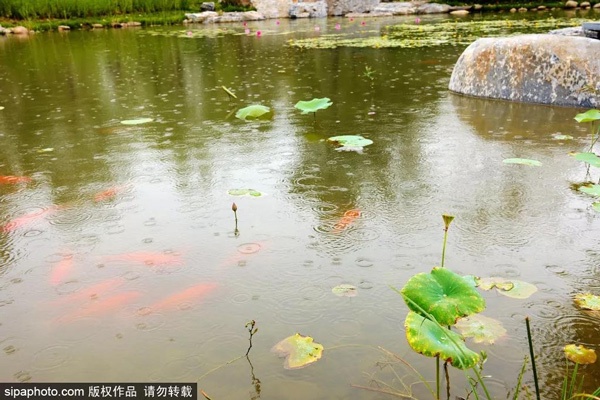 北京首个小微湿地