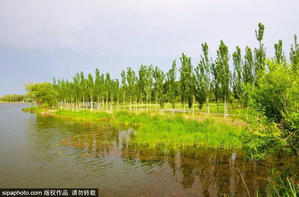 妫河森林公园夏景