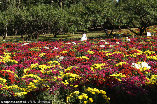北京植物园菊花盛开