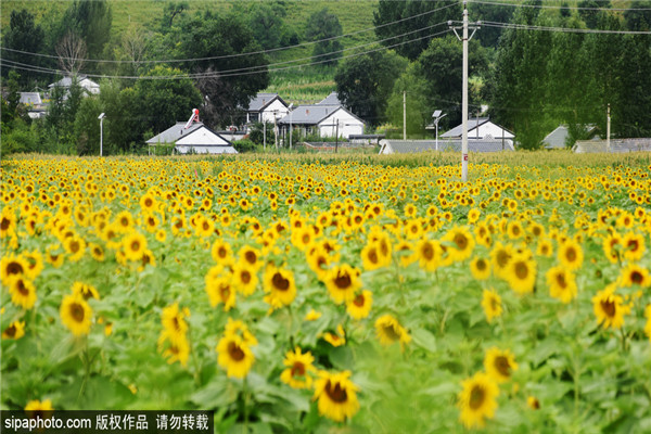 承德：鲜花掩映新农村 