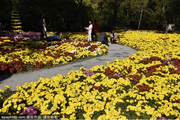 重阳节北京植物园菊花盛开