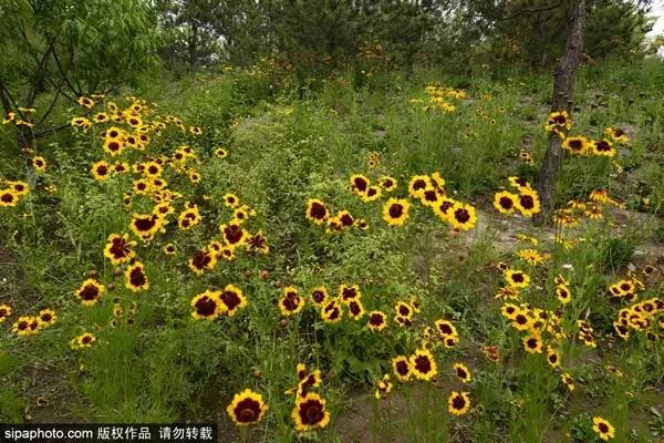 翠湖国家城市湿地公园野花开得真美