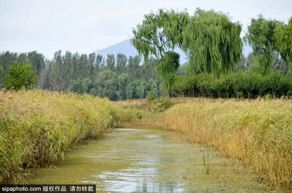 汉石桥湿地秋景