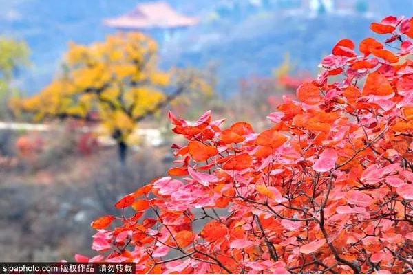 去幽岚山坡峰岭闻红叶的味道