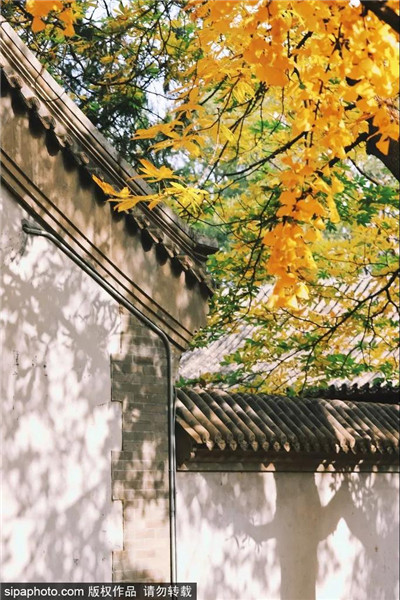 西山大觉寺秋景