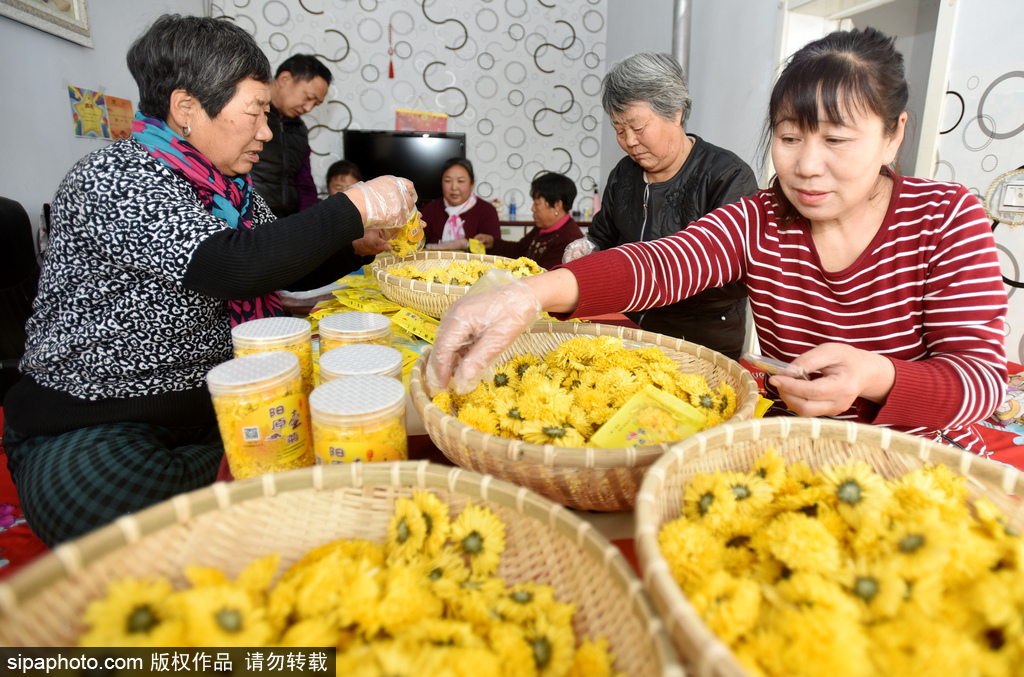 河北张家口：小雪菊花香