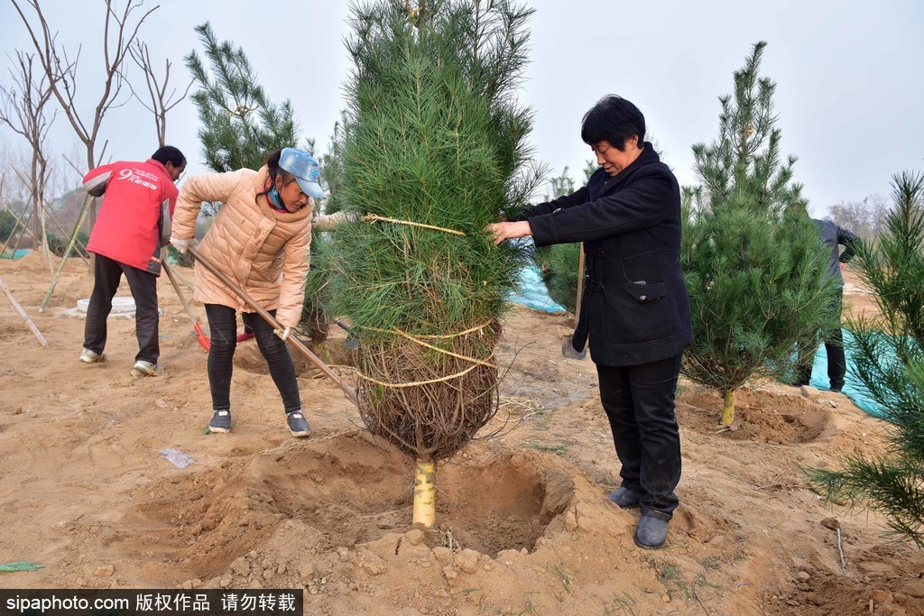 河北石家庄：冬季植树绿化城市