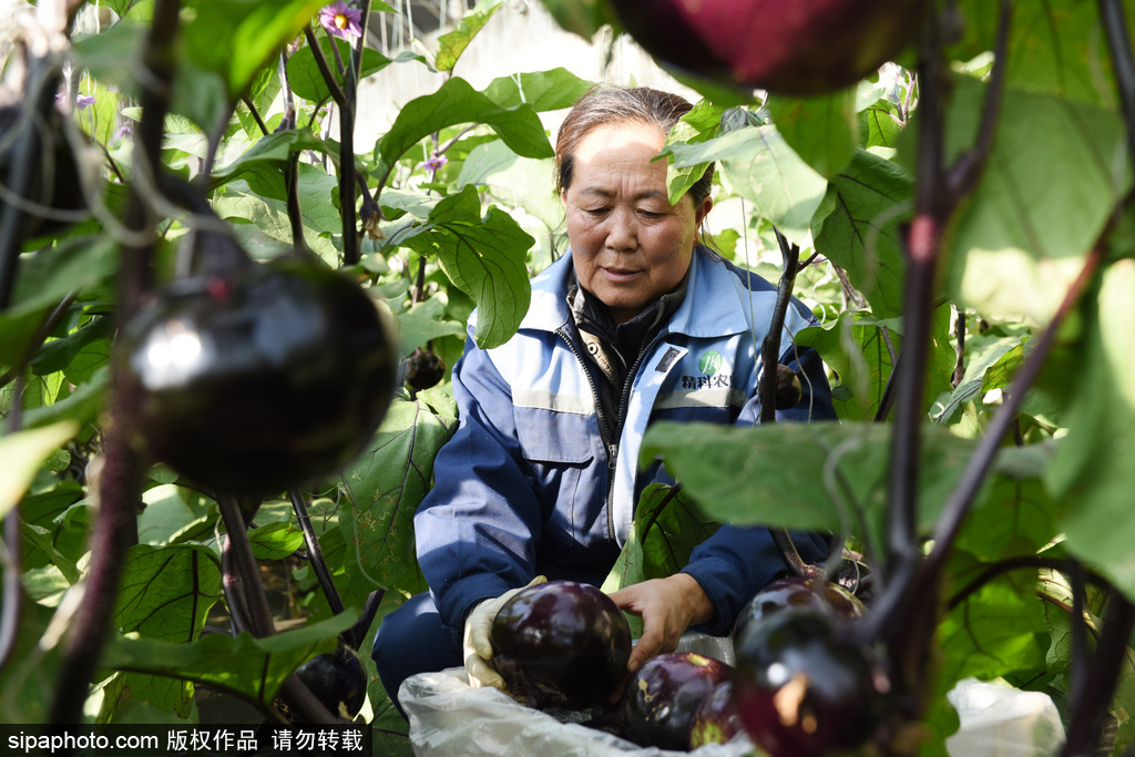 河北宣化：山区绿色精品蔬菜走俏京津市场