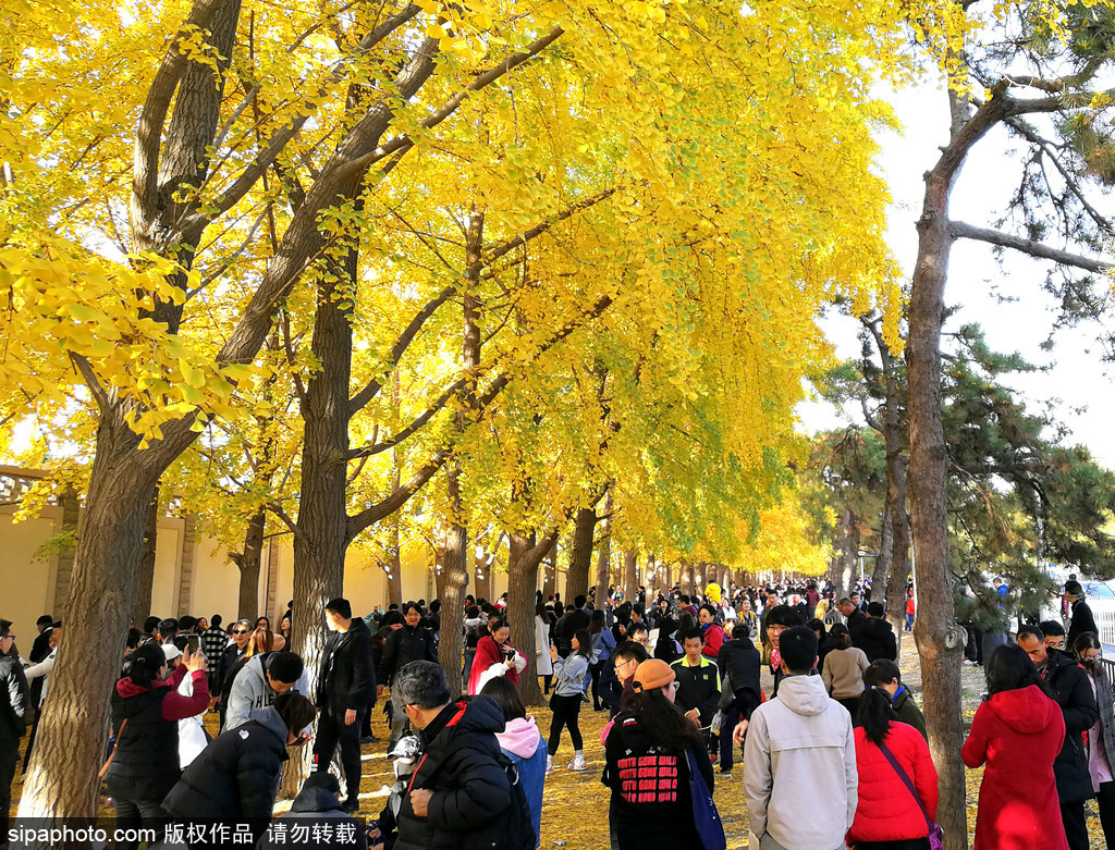 北京：大风天挡不住市民游玩热情 网红打卡地扎堆赏银杏金