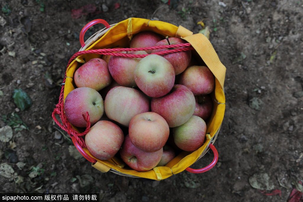 又到苹果采摘季 鸡鸭为果园添趣