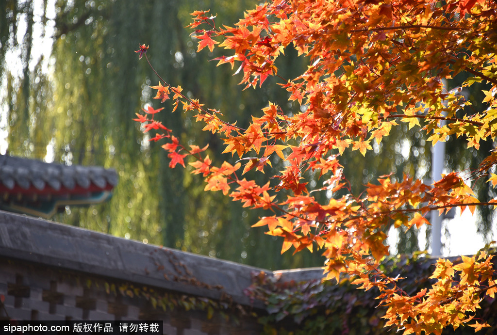 北京陶然亭初冬时节秋色美 绚丽多彩景致迷人