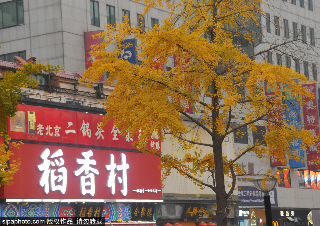 北京王府井大街初冬秋色美 