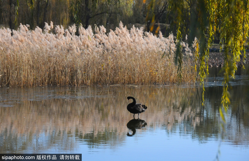 北京圆明园冬日景致迷人 黑天鹅与芦苇交相辉映如诗画 