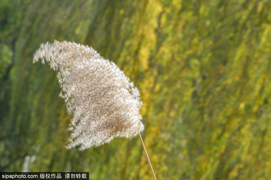 京城大风气温走低，黑天鹅衔草造窝保暖