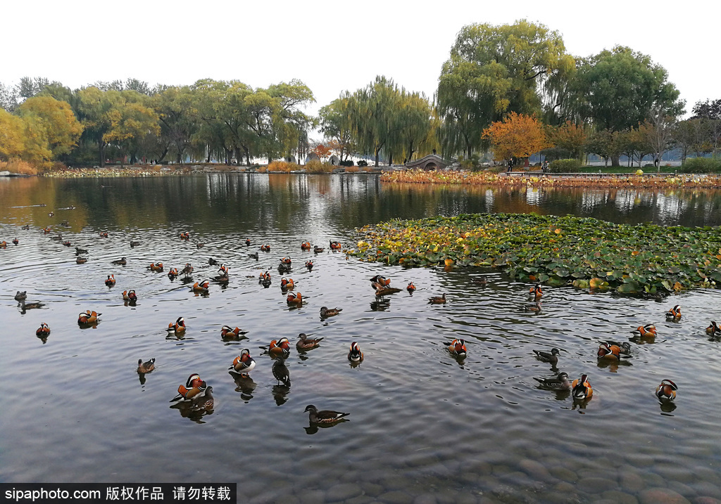 “双十一”时节 上百只“爱情鸟”齐聚玉渊潭大秀恩爱围观