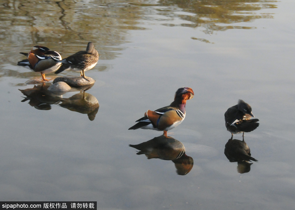 花柳青春人别离