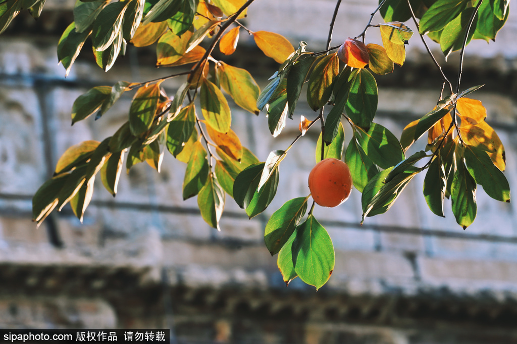 北京五塔寺藏着最美秋景