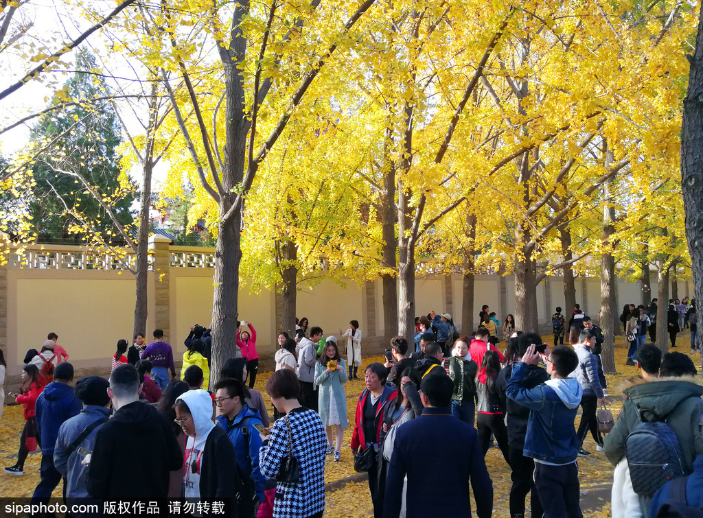 大风天秋叶落地挡不住市民游玩心情