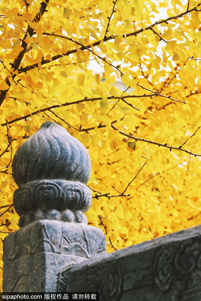 北京西山大觉寺来客络绎不绝