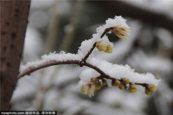 颐和园腊梅雪中绽放别样美