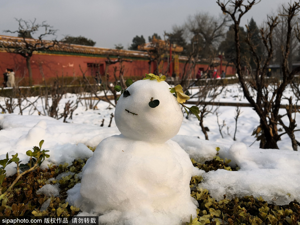 景山公园初雪后冒出许多“小雪人” 