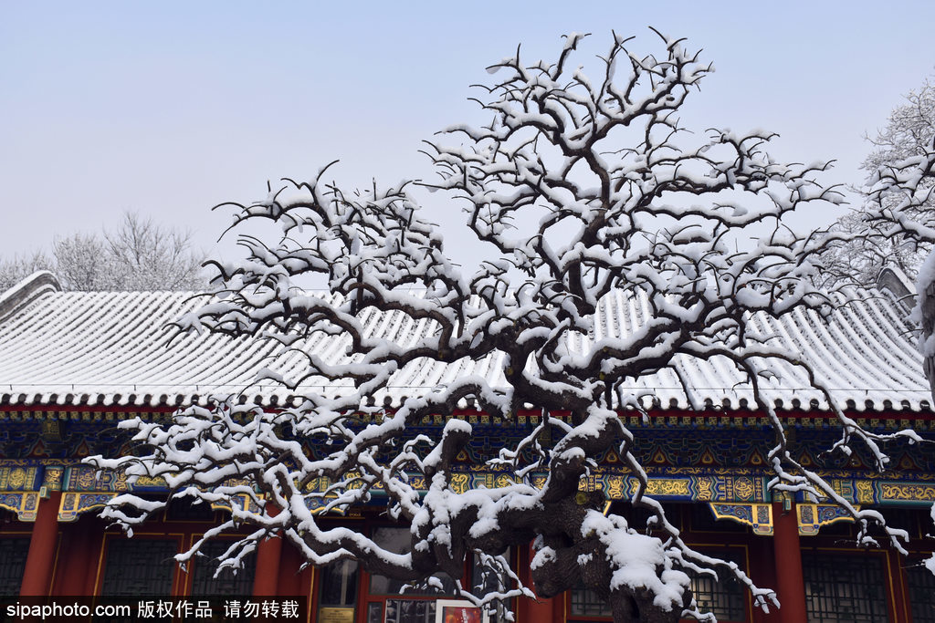 小寒时节颐和园现罕见“雪挂”美景