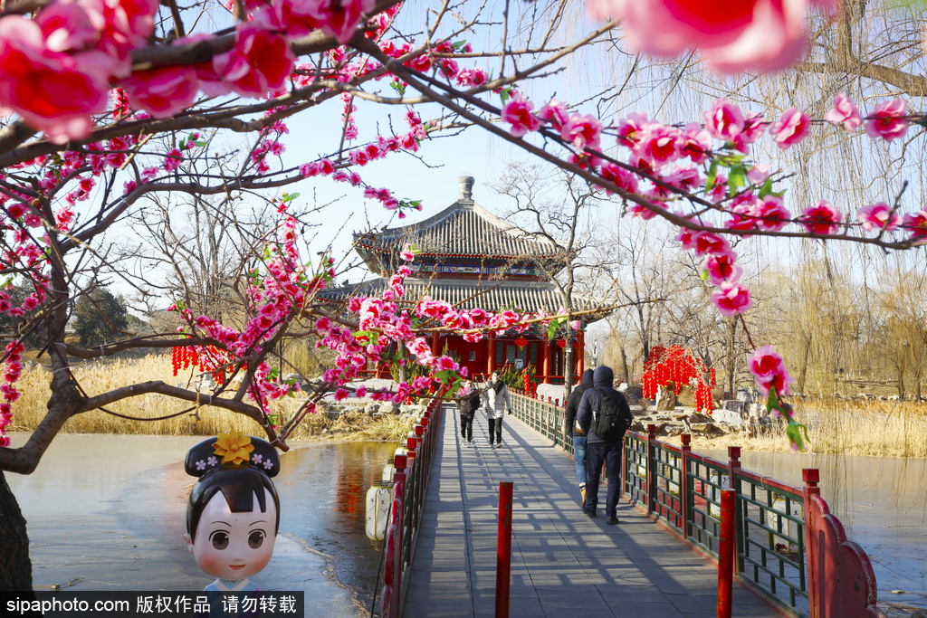 圆明园“鲜花”绽放添“春意”喜迎新年