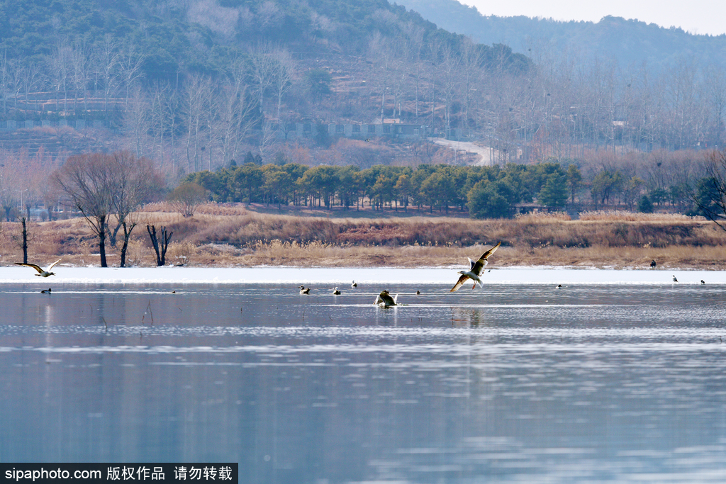 候鸟先头部队到北京 昌平十三陵水库成中途补给站