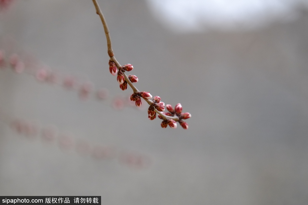 北京明城墙遗址公园：梅花初绽，山桃报春