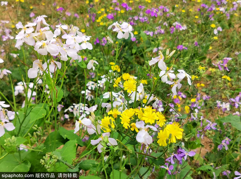 北京街头鲜花争艳惹人醉