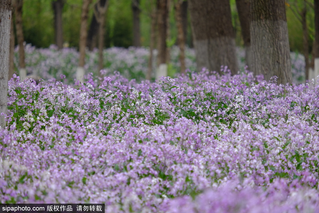 玉泉山下紫色花毯铺满地