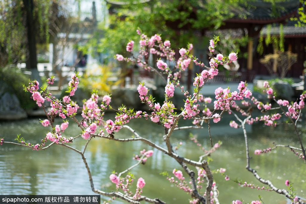 北京园博园鲜花盛开春意盎然