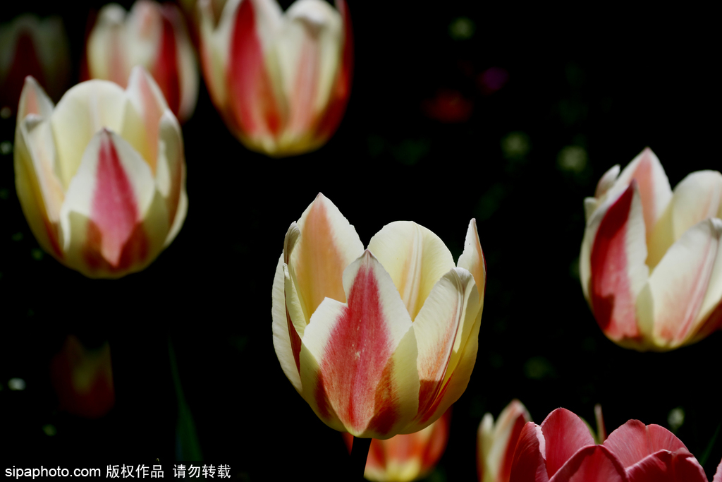 北京植物园：郁金香绽放听春语