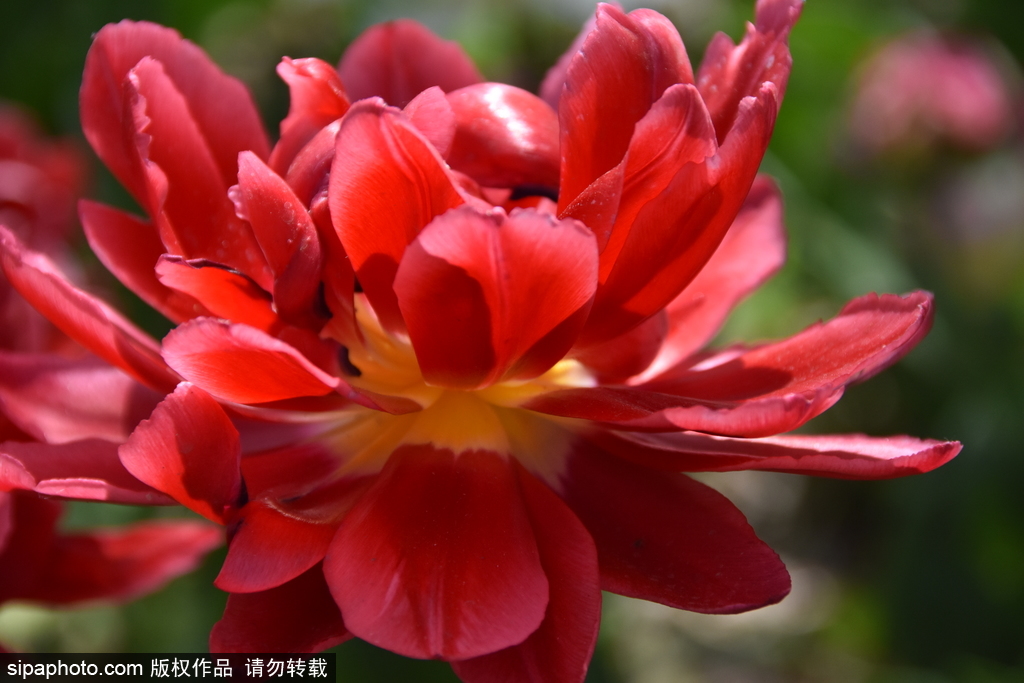 北京植物园郁金香节