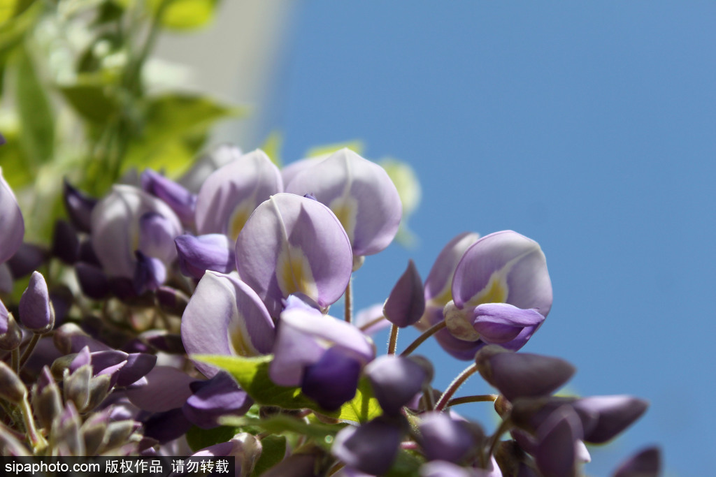 北京：紫藤花开 如梦似幻