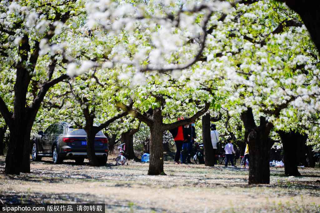 北京房山万亩梨花正艳