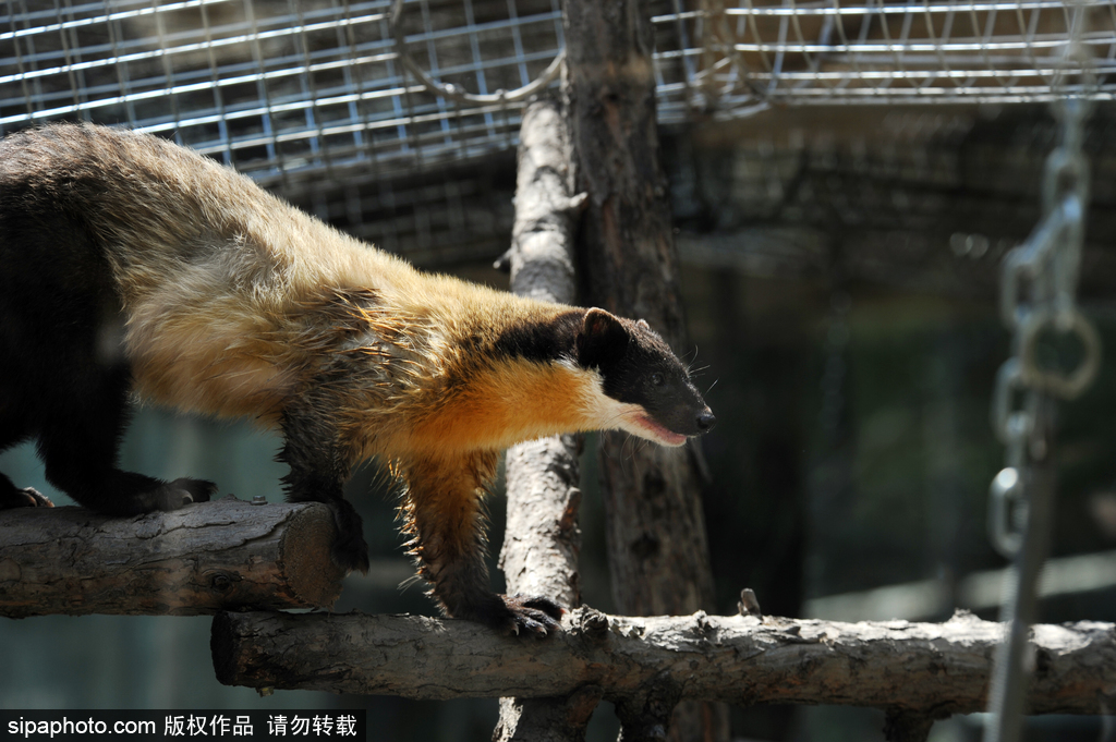 中国动物园少见的动物：黄喉貂