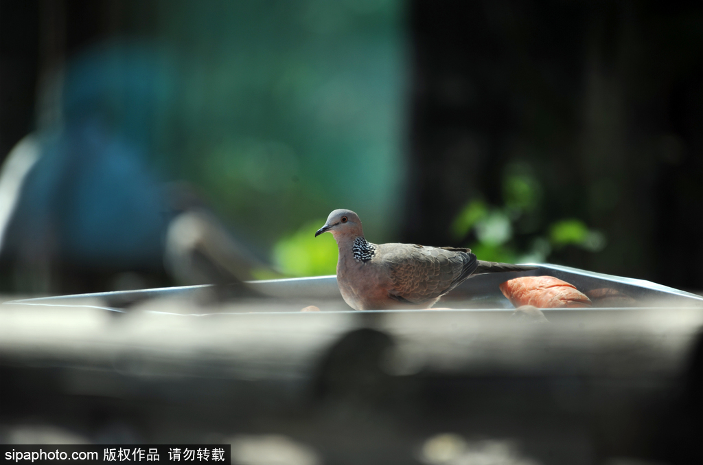 北京动物园：馋嘴鸽子伙同麻雀偷吃饲料