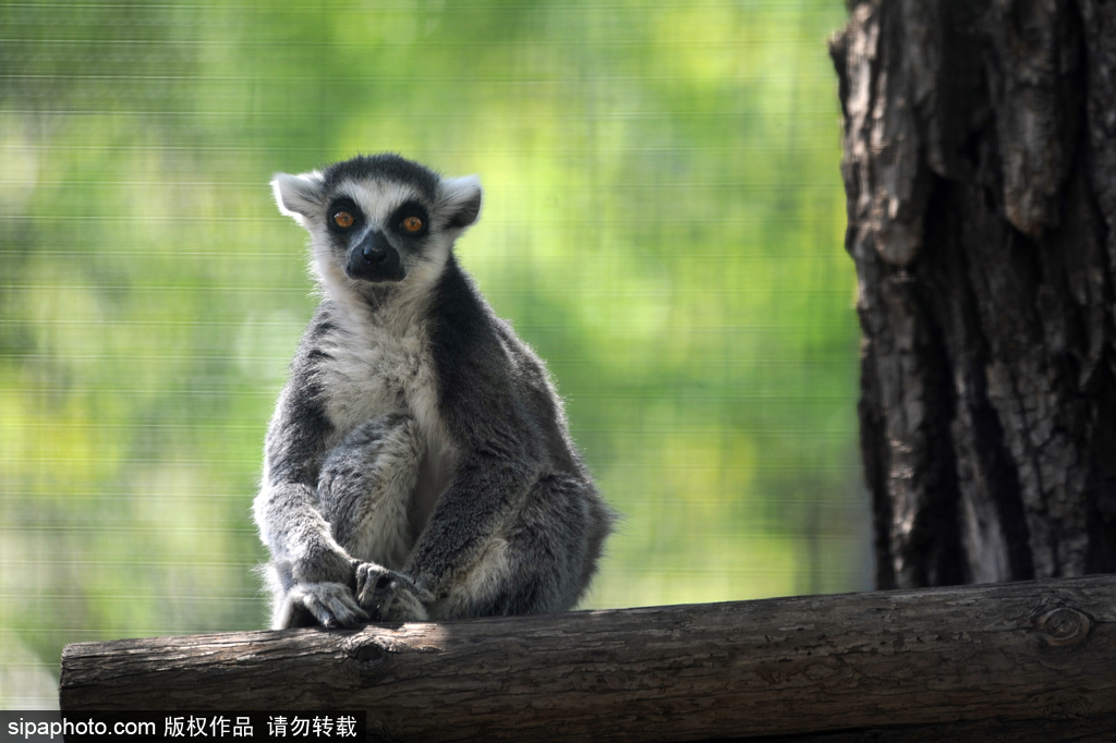 北京动物园喜迎“萌宝”