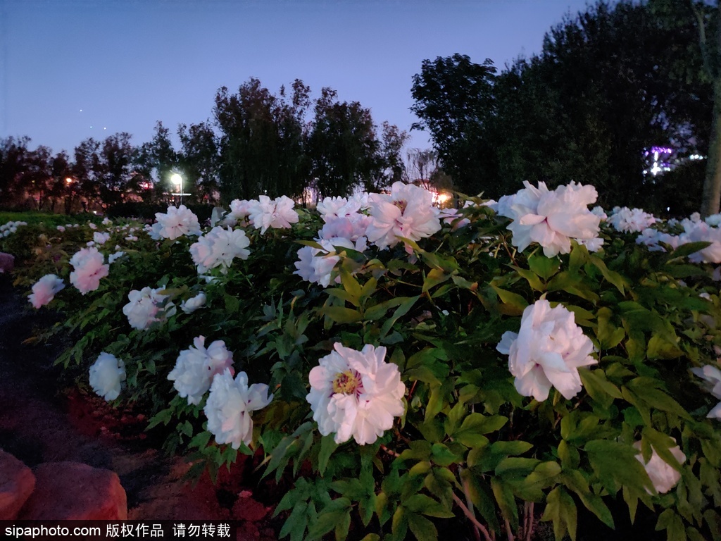 北京莲花池公园夜景