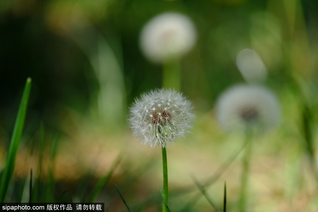 北坞公园：数百株蒲公英风中播散春的种子