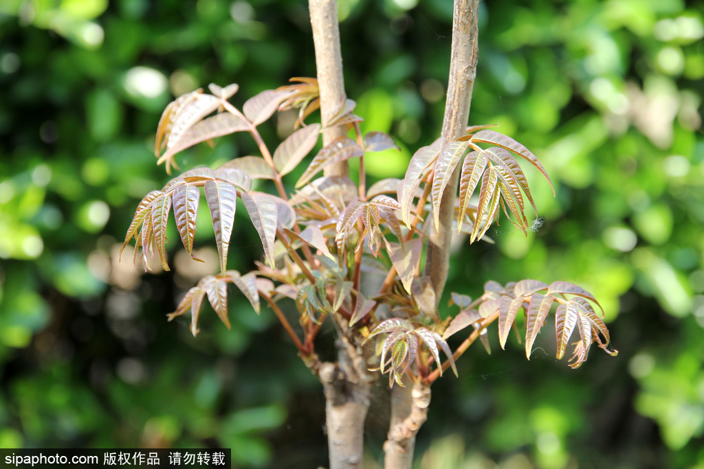 北京：雨前香椿嫩如丝