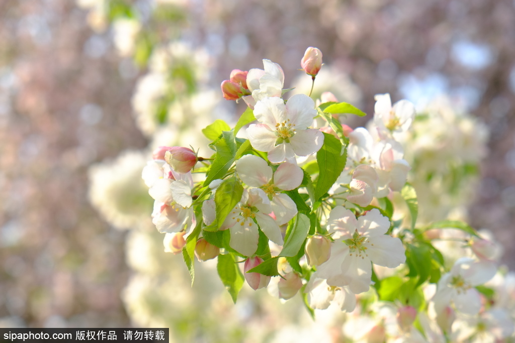 清明过后的北京北土城：海棠花进入盛花期