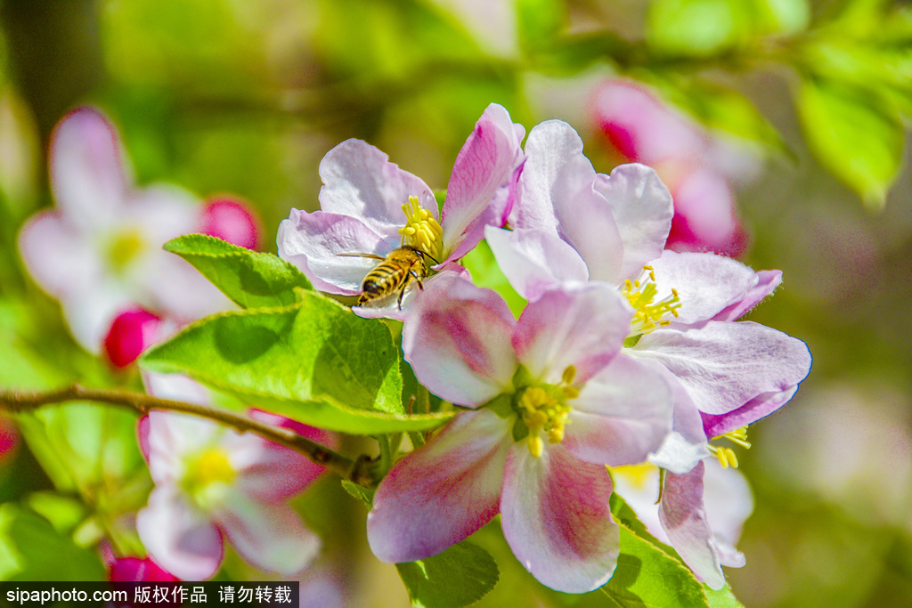 海棠花开未来科学城滨河公园