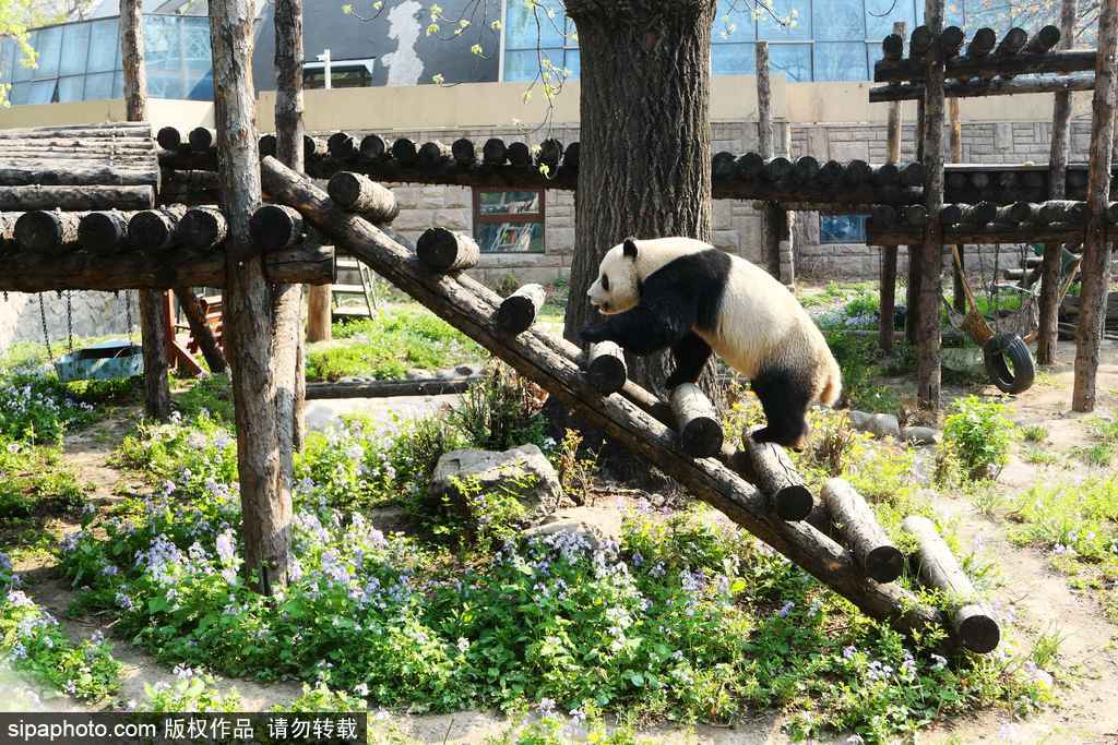 大熊猫犯“春困”萌态惹人爱