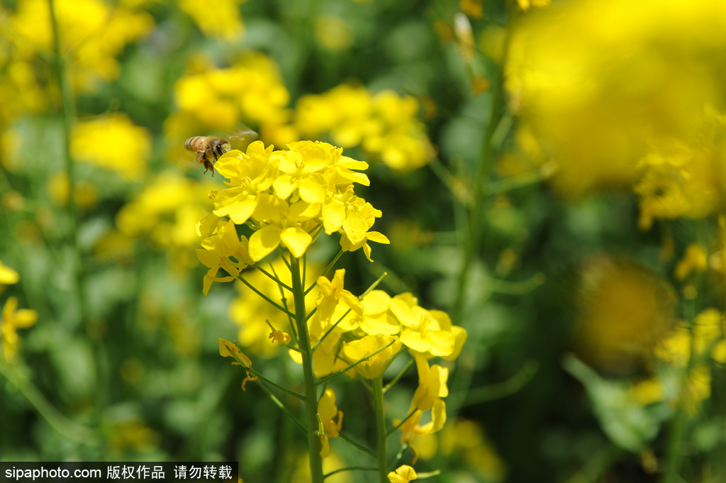 京城里的世外桃源 门票停车全免费！