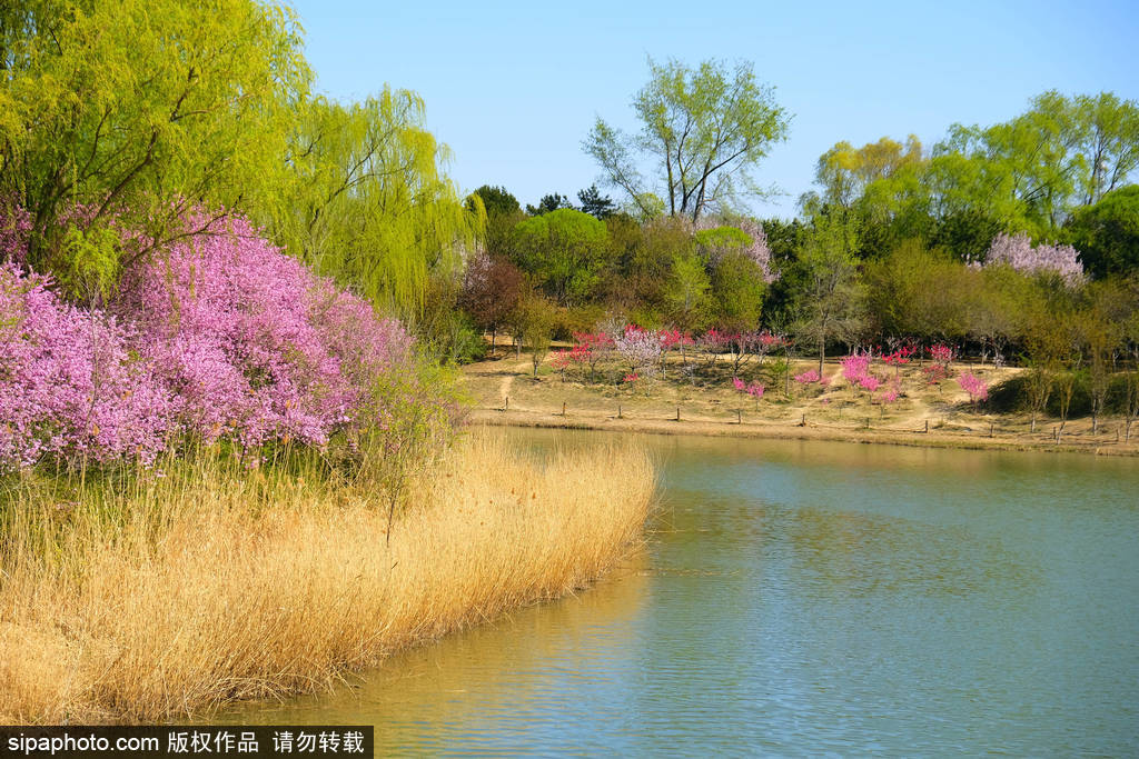 奥森公园百花盛开景色优美 春季盎然令人陶醉