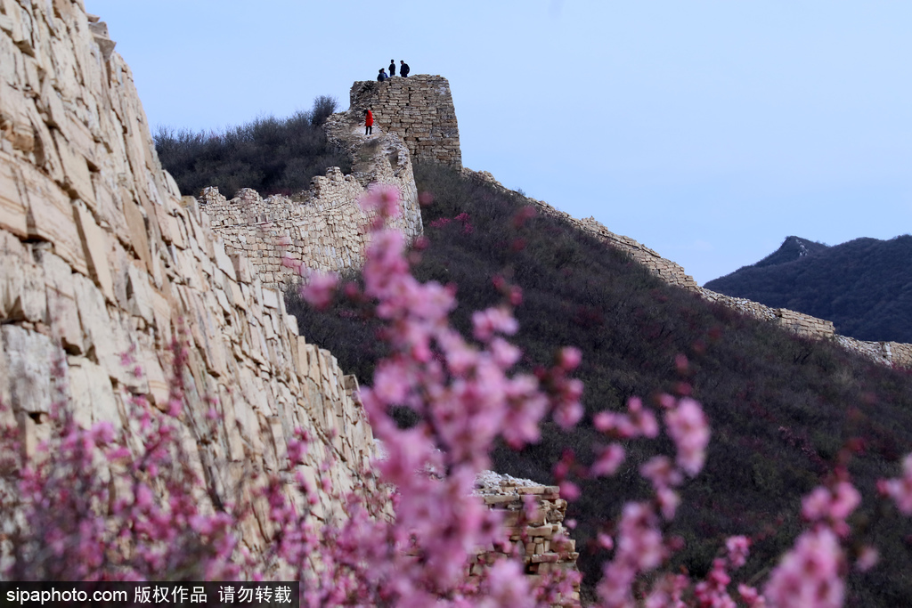 张家口：山花点缀样边长城