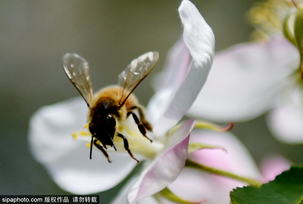 张家口：花间精灵